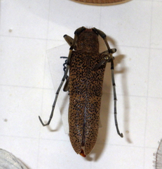 Saperda carcharias