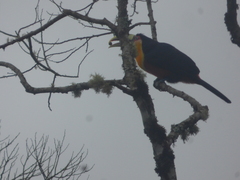 Ramphastos dicolorus