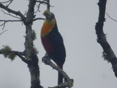 Ramphastos dicolorus