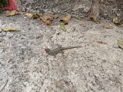 Microlophus indefatigabilis