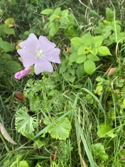 Malva moschata