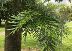 Podocarpus oleifolius