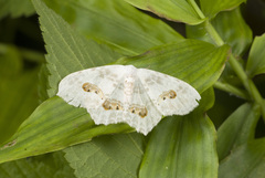 Geometridae