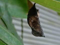 Doleschallia bisaltide