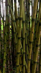 Bambusa vulgaris