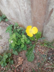 Papaver cambricum
