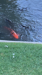 Cyprinus rubrofuscus
