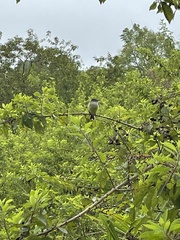 Myiarchus magnirostris