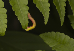 Ennominae