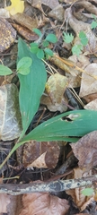 Allium microdictyon