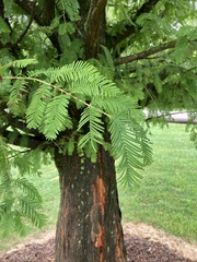 Metasequoia