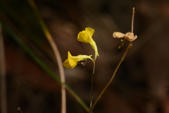 Utricularia odorata
