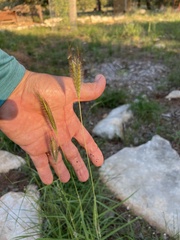 Dichanthium sericeum