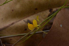 Utricularia odorata