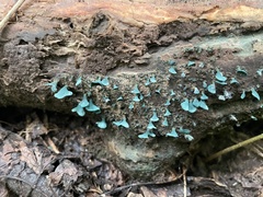 Chlorociboria aeruginascens