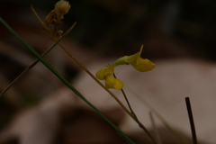 Utricularia odorata
