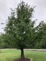 Metasequoia
