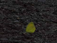 Eurema mandarina