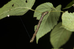 Geometridae