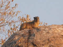 Procavia capensis