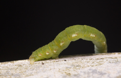 Lepidoptera