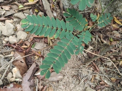 Albizia kalkora