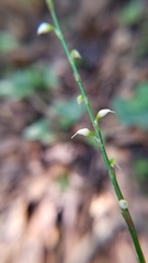 Persicaria virginiana