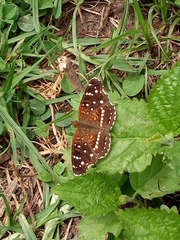 Anthanassa texana texana