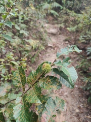 Castanea seguinii