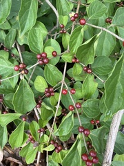 Lonicera