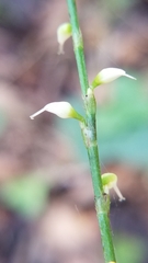 Persicaria virginiana