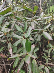 Rhododendron latoucheae