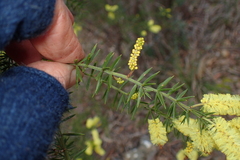 Acacia verticillata verticillata