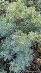 Artemisia absinthium