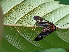 Thyrassia