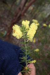 Acacia verticillata verticillata