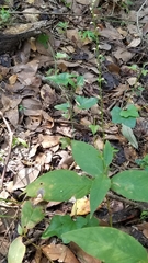 Persicaria virginiana