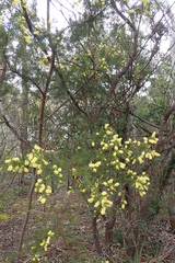 Acacia verticillata verticillata