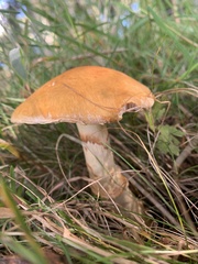 Suillus grevillei