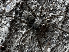 Pardosa lapidicina