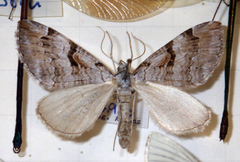 Aplocera praeformata