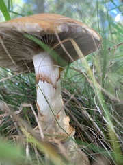 Suillus grevillei