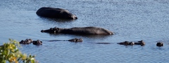 Hippopotamus amphibius