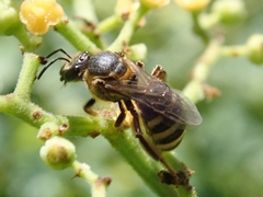 Leuchalictus