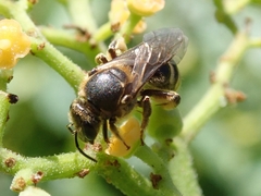 Leuchalictus