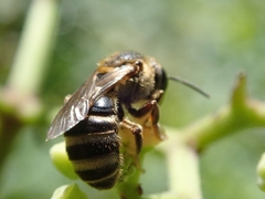 Leuchalictus