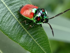 Chrysocoris stollii