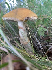 Suillus grevillei