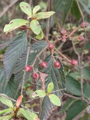 Viburnum dilatatum