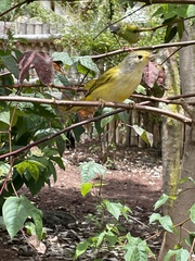 Setophaga petechia aureola